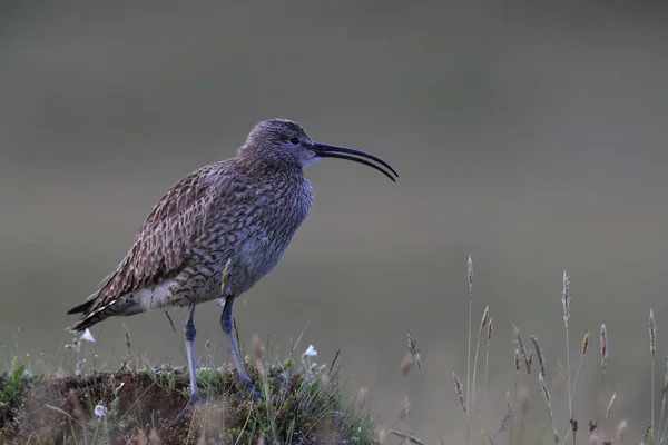 Whimbrel (Numenius phaeopus) Island — Stock fotografie