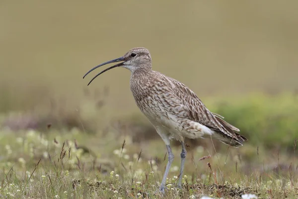 Regenbrachvogel (numenius phaeopus) Island — Stockfoto