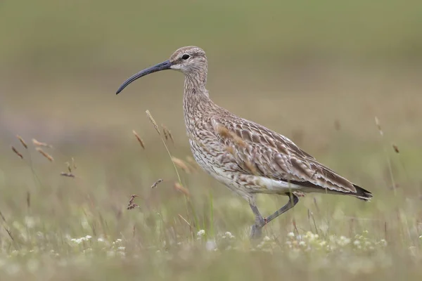 Regenbrachvogel (numenius phaeopus) Island — Stockfoto