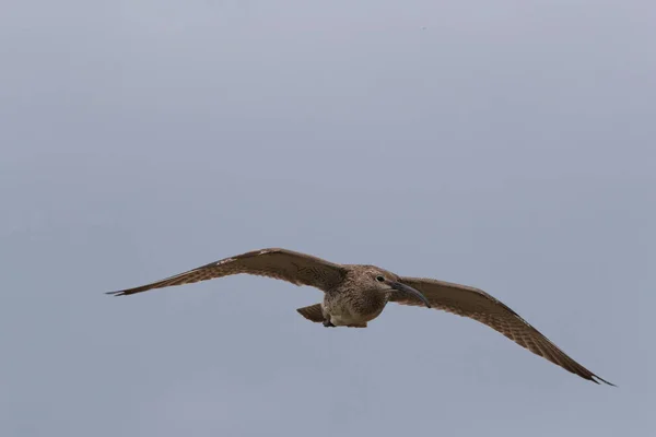 Whimbrel (Numenius phaeopus) İzlanda — Stok fotoğraf