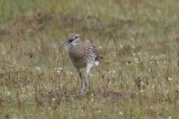 Whimbrel (Numenius phaeopus) Islândia — Fotografia de Stock