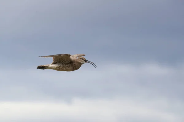 Whimbrel (Numenius phaeopus) İzlanda — Stok fotoğraf