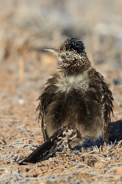 Roadrunner Bosque del Apache vahşi yaşam sığınağı New Mexico, Usa — Stok fotoğraf