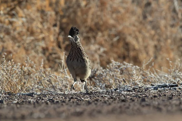 Roadrunner Bosque del Apache refúgio de vida selvagem no Novo México, EUA — Fotografia de Stock