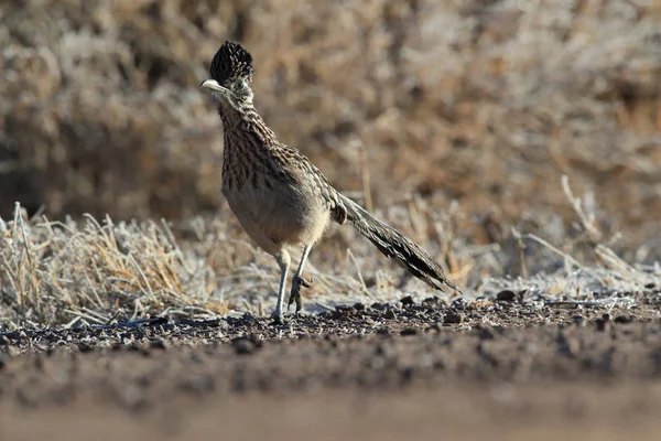 Roadrunner Refuge faunique Bosque del Apache au Nouveau-Mexique, États-Unis — Photo