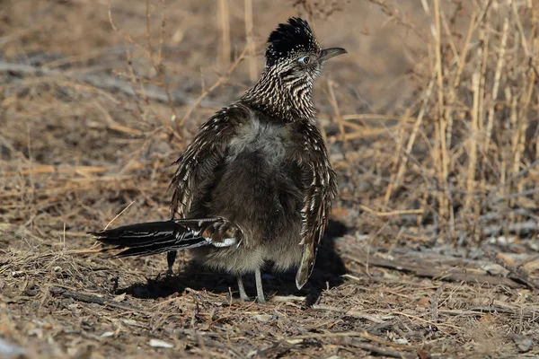 Roadrunner Bosque del Apache wildlife refuge in New Mexico,USA — Stock Photo, Image