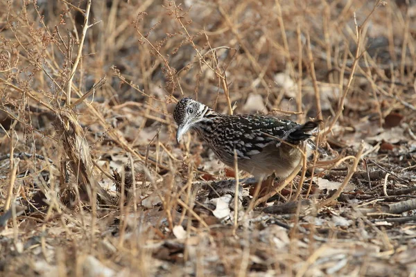 Roadrunner bosque del apache Wildlife Refugium in New Mexico, USA — Stockfoto