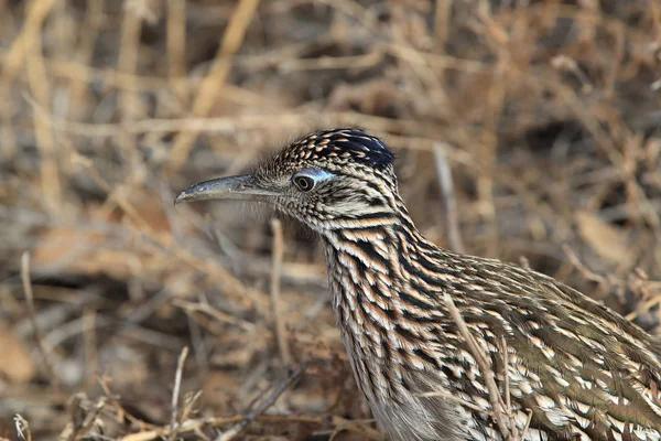 Roadrunner Bosque del Apache refúgio de vida selvagem no Novo México, EUA — Fotografia de Stock