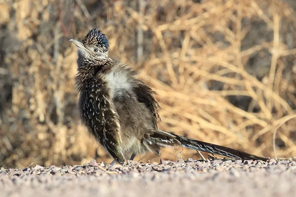 Roadrunner Bosque del Apache wildlife refuge in New Mexico, USA — стоковое фото