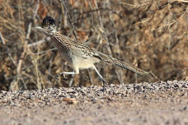 Roadrunner Bosque del Apache wildlife refuge in New Mexico,USA — 스톡 사진