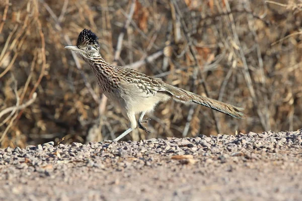 Roadrunner Bosque del Apache wildlife refuge in New Mexico,USA — 스톡 사진