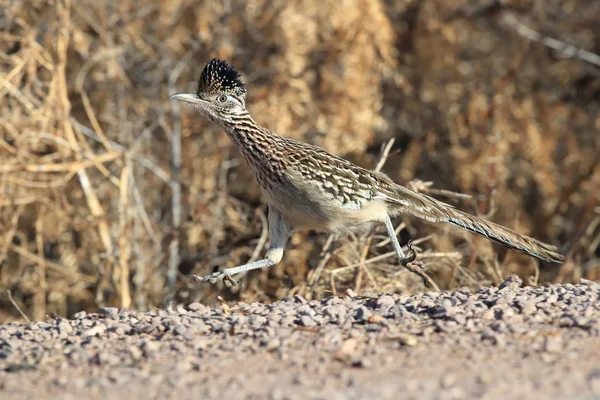 Roadrunner Bosque del Apache refúgio de vida selvagem no Novo México, EUA — Fotografia de Stock