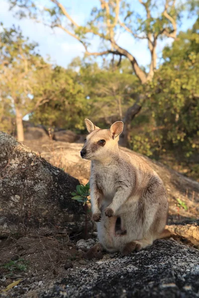 Mareeba rock wallabies at Granite Gorge, Queensland australia — Φωτογραφία Αρχείου