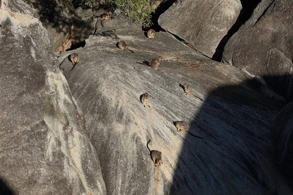 Mareeba rots wallabies bij Granite Gorge, Queensland Australië — Stockfoto