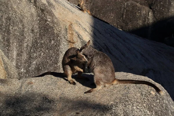 Granite Gorge, Queensland Avustralya 'da Mareeba kaya valeleri — Stok fotoğraf