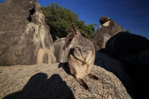 Mareeba rock wallabies at Granite Gorge, Queensland australia — Φωτογραφία Αρχείου