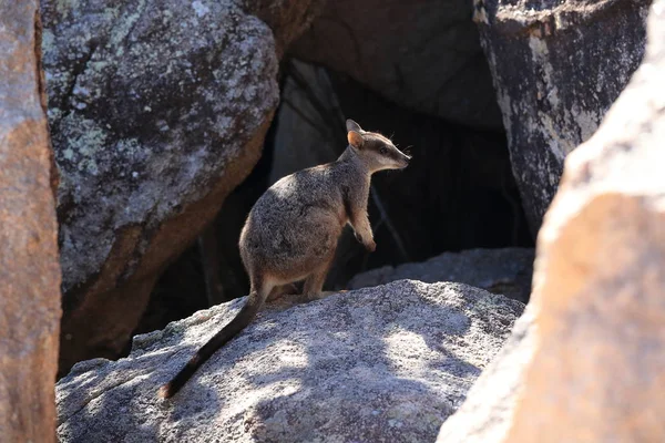 Allied rock-wallaby, Petrogale αφομοίωση μαγνητικής νήσου στο Que — Φωτογραφία Αρχείου