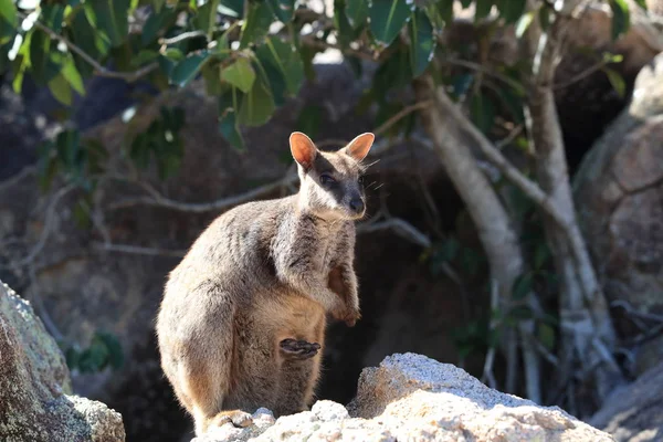 Szövetséges szikla-wallaby, Petrogale assimilis mágneses sziget Que — Stock Fotó