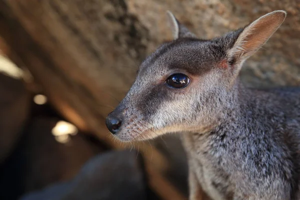 Allied rock-wallaby, Petrogale αφομοίωση μαγνητικής νήσου στο Que — Φωτογραφία Αρχείου