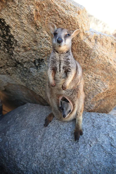 Allied rock-wallaby , Petrogale assimilis Magnetic Island in Que — Stock Photo, Image