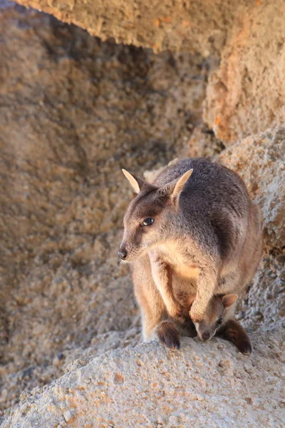 Spojenecký rock-wallaby, Petrogale assimilis Magnetický ostrov v Que — Stock fotografie