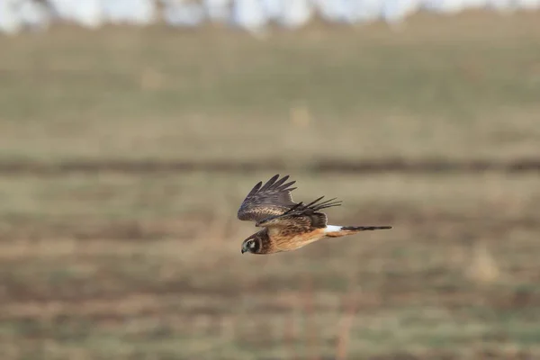 Northern Harrier ,Hawk, Bosque del Apache,wildlife reserve  New — Stock Photo, Image