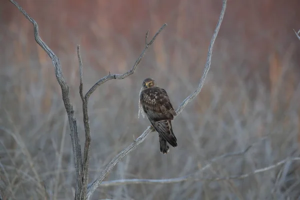 Northern Harrier, Hawk, Bosque del Apache, Wildlife Reserve New — стокове фото