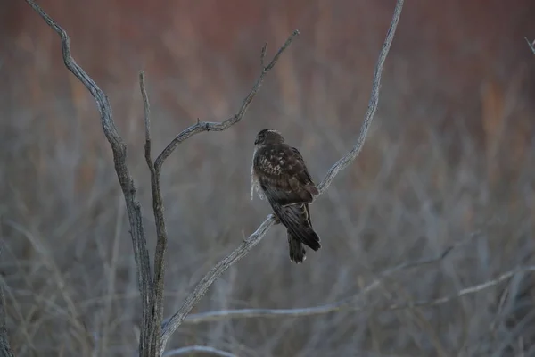 Harrier du Nord, Hawk, Bosque del Apache, réserve faunique Nouveau — Photo