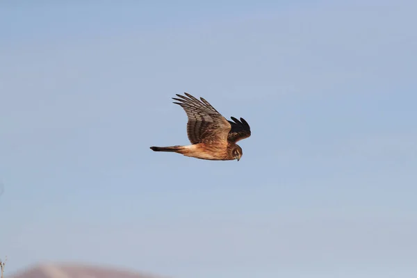 Kuzey Harrier, Hawk, Bosque del Apache, Vahşi Yaşam rezervi Yeni — Stok fotoğraf