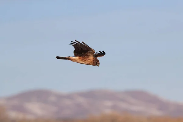 Rohrweihe, Habicht, Bosque del Apache, Wildreservat neu — Stockfoto