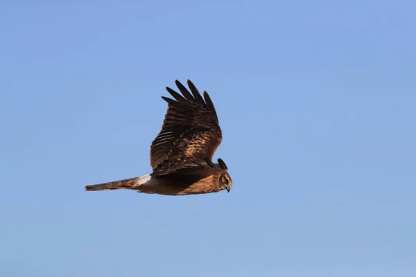 Kuzey Harrier, Hawk, Bosque del Apache, Vahşi Yaşam rezervi Yeni — Stok fotoğraf