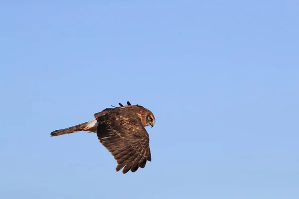 Kuzey Harrier, Hawk, Bosque del Apache, Vahşi Yaşam rezervi Yeni — Stok fotoğraf