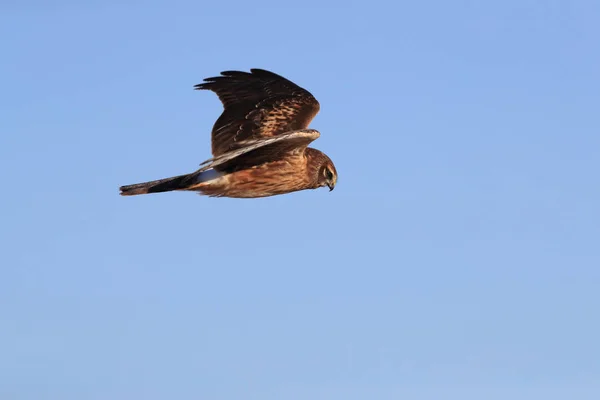 Kuzey Harrier, Hawk, Bosque del Apache, Vahşi Yaşam rezervi Yeni — Stok fotoğraf