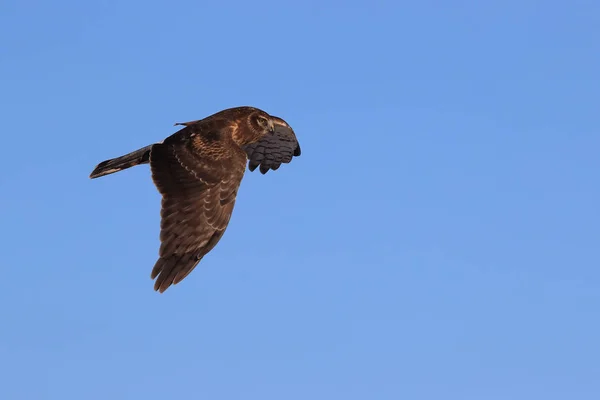 Norte Harrier, Hawk, Bosque del Apache, reserva de vida silvestre Nuevo —  Fotos de Stock