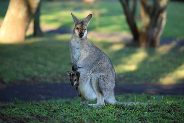 Kırmızı boyunlu valabi ya da Bennett 'in valabisi (Macropus rufogriseus) B — Stok fotoğraf