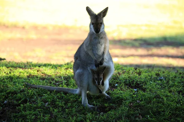 Wallaby à cou roux ou wallaby de Bennett (Macropus rufogriseus) B — Photo