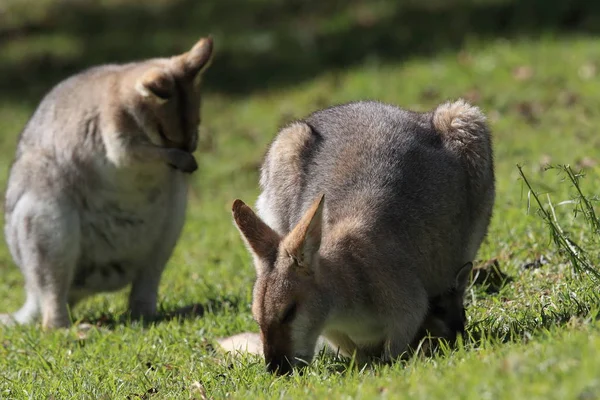 Валлаби с красной шеей или валлаби Беннета (Macropus rufogriseus) B — стоковое фото