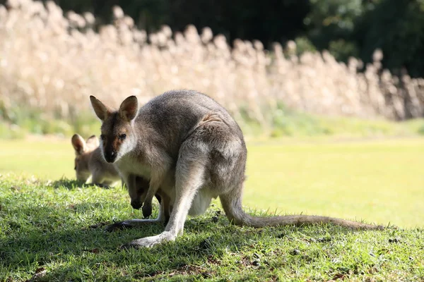 Red-necked wallaby or Bennett's wallaby (Macropus rufogriseus) B — Stock Photo, Image