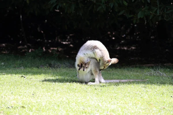 Wallaby à cou roux ou wallaby de Bennett (Macropus rufogriseus) B — Photo