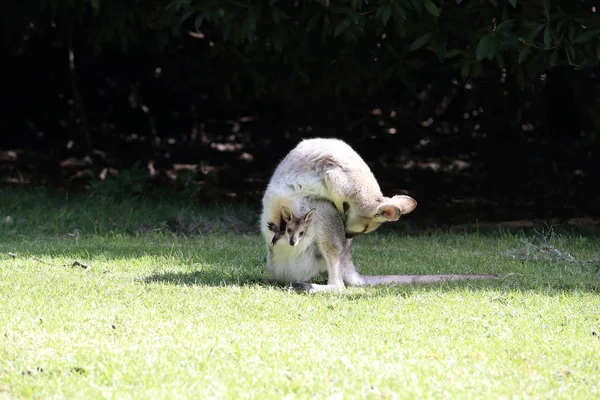 Wallaby à cou roux ou wallaby de Bennett (Macropus rufogriseus) B — Photo