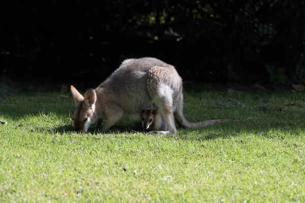 Wallaby dal collo rosso o wallaby di Bennett (Macropus rufogriseus) B — Foto Stock