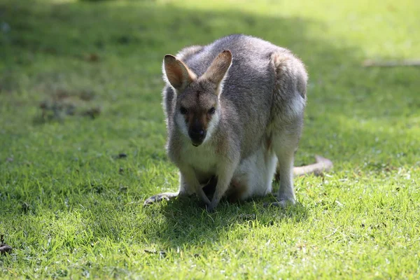 Wallaby de pescoço vermelho ou wallaby de Bennett (Macropus rufogriseus) B — Fotografia de Stock