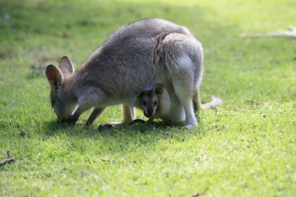 Wallaby de cuello rojo o wallaby de Bennett (Macropus rufogriseus) B —  Fotos de Stock