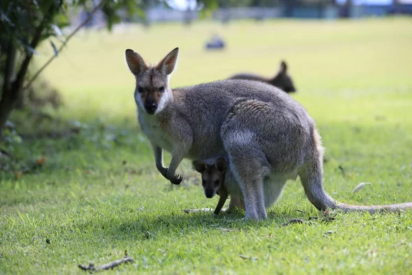 Wallaby dal collo rosso o wallaby di Bennett (Macropus rufogriseus) B — Foto Stock