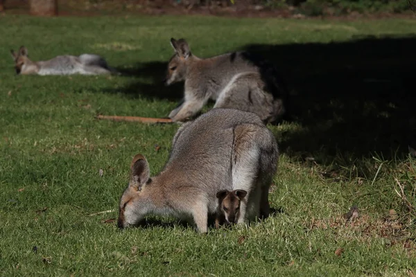 Wallaby met rode hals of wallaby van Bennett (Macropus rufogriseus) B — Stockfoto