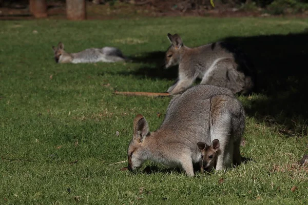 Red-necked wallaby or Bennett's wallaby (Macropus rufogriseus) B — Stock Photo, Image