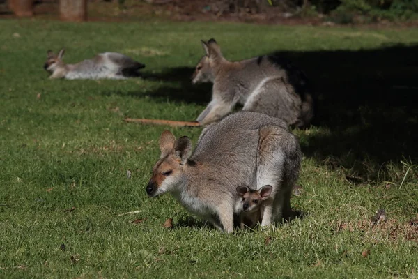 Red-necked wallaby or Bennett's wallaby (Macropus rufogriseus) B — 스톡 사진