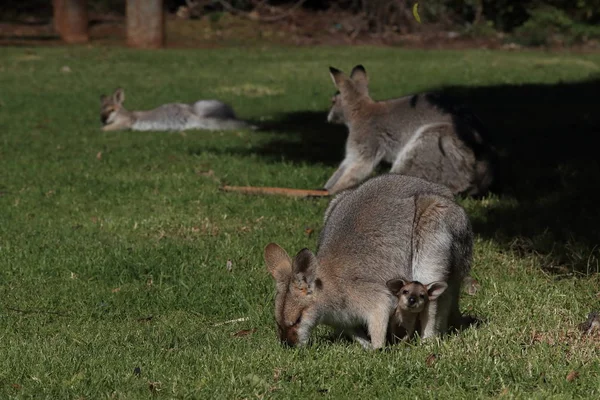 Wallaby de cuello rojo o wallaby de Bennett (Macropus rufogriseus) B — Foto de Stock