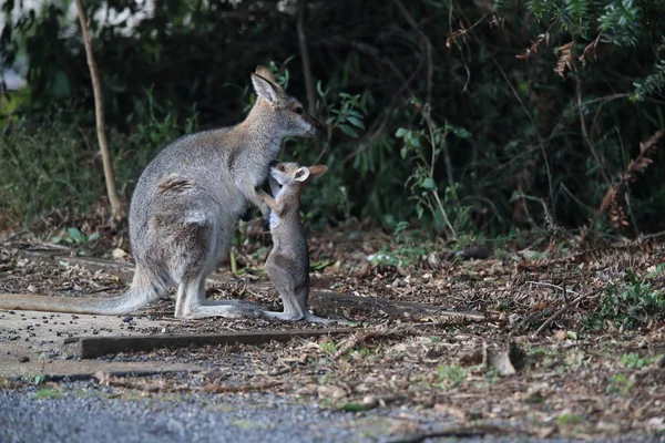 Валлаби с красной шеей или валлаби Беннета (Macropus rufogriseus) B — стоковое фото