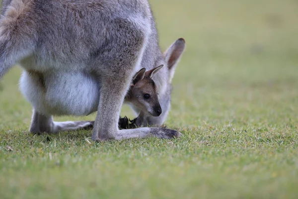 Rödhalsad wallaby eller Bennetts wallaby (Macropus rufogriseus) B — Stockfoto